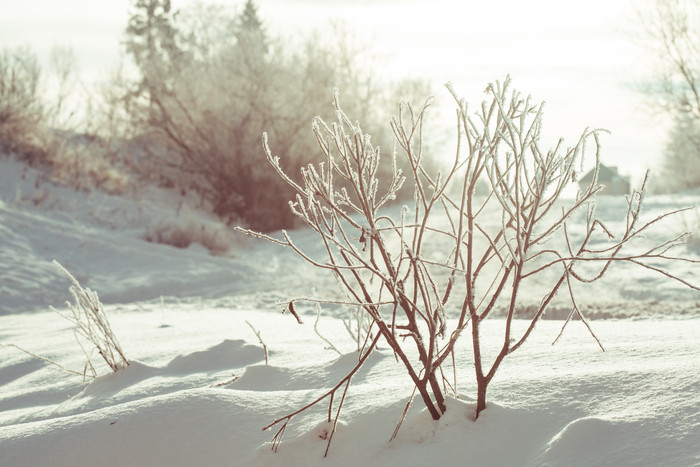 雪地上的枯草枝条