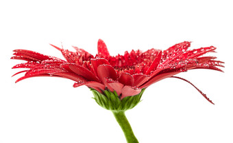 红色鲜花植物摄影图