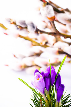番红花紫色花卉摄影图