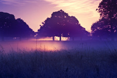 紫色调荒野中的树摄影图