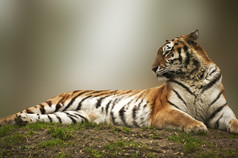 简约趴着的一只老虎摄影图