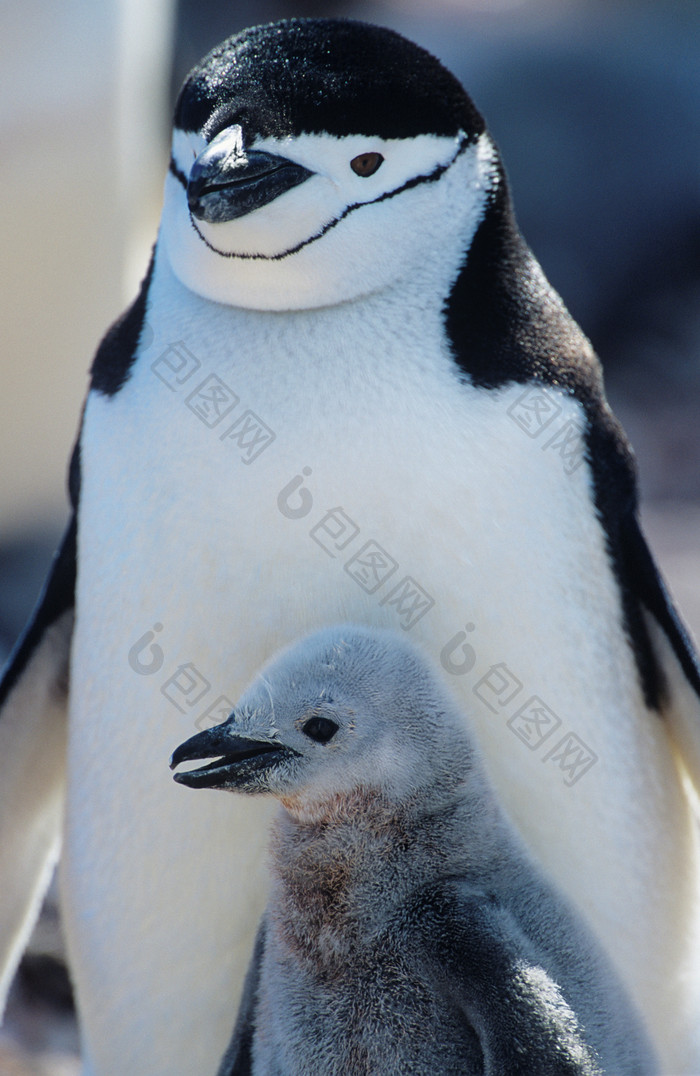 黑白相间的企鹅和幼仔