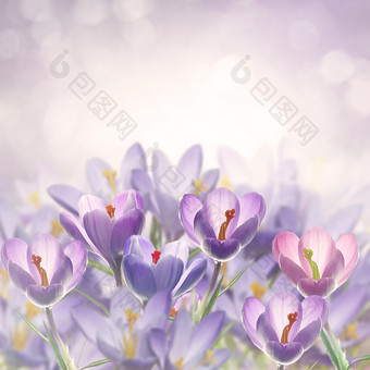 紫色番红花摄影图