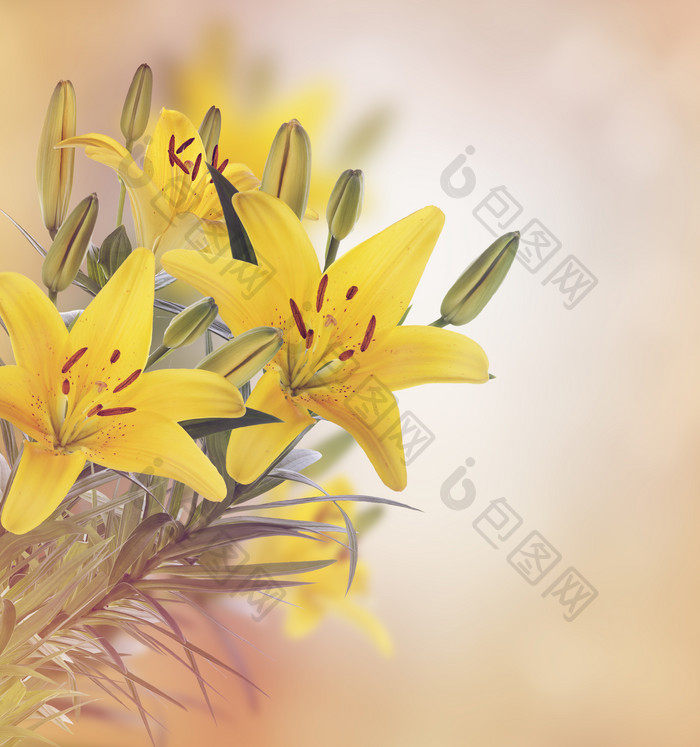 黄色百合花花朵摄影图