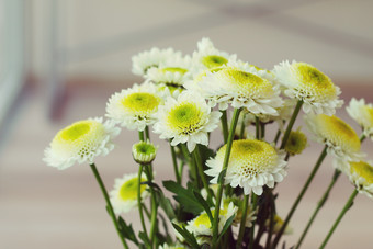 黄色菊花花蕊摄影图