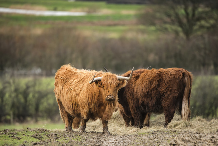 苏格兰牦牛摄影图