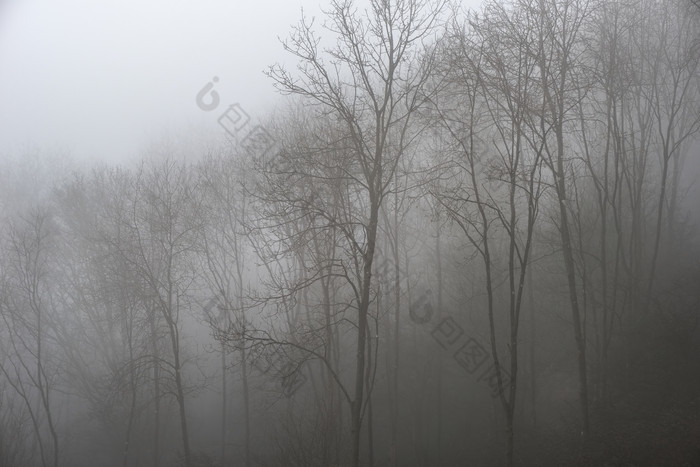 起雾的树林树木摄影图
