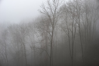 起<strong>雾</strong>的树林树木摄影图