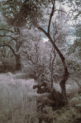黑白的森林摄影图