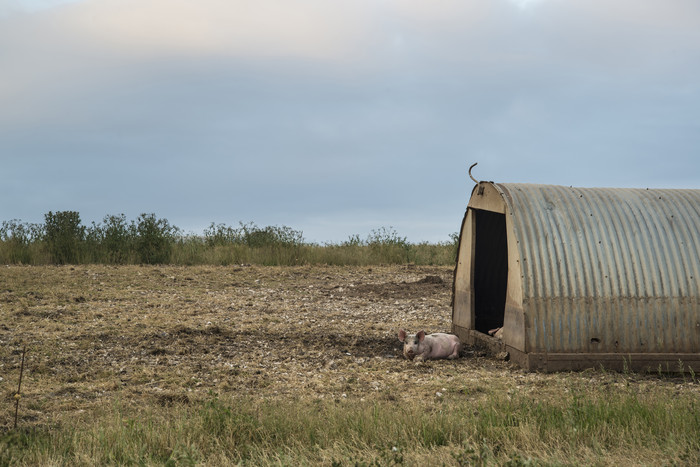 蓝色调野外养猪场摄影图