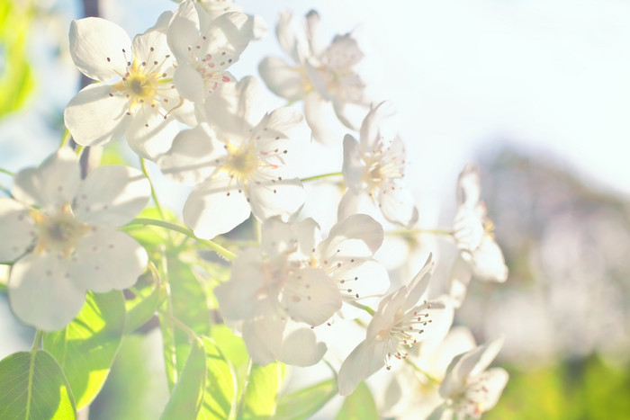阳光下的白色花卉