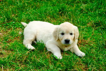 趴草地上的小白狗