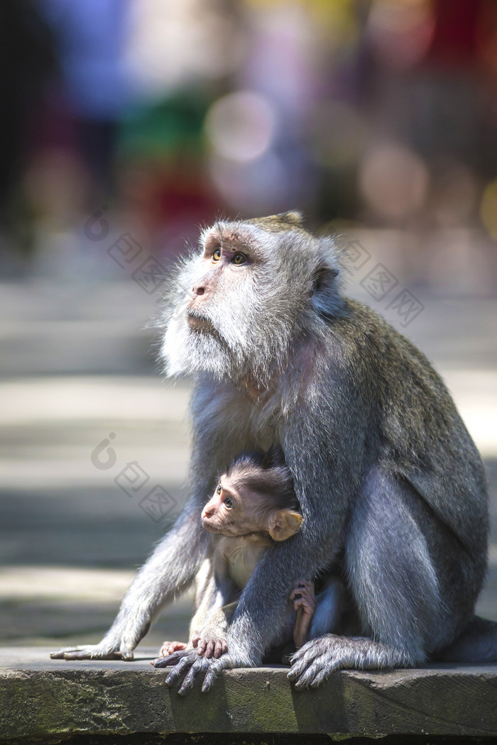 动物园猴子母子摄影图