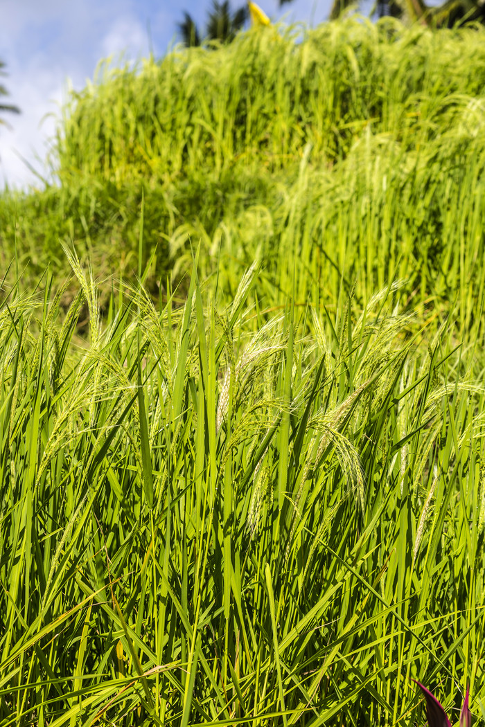 水稻农作物图片