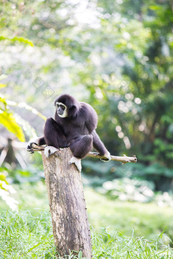 长臂猿蹲在树桩上