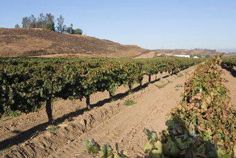 种植的葡萄园葡萄