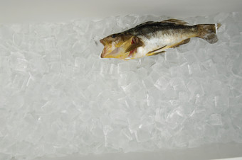 冰块上躺着的死鱼