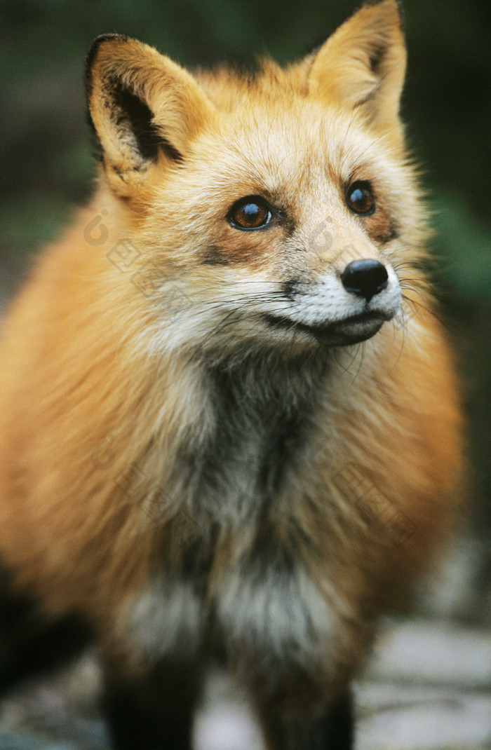 野外可爱的狐狸摄影图