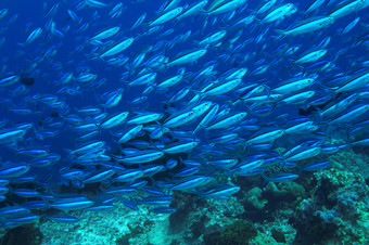 蓝色调海底鱼群摄影图