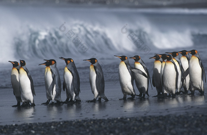 暗色调排队的企鹅摄影图
