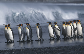 暗色调<strong>排队</strong>的企鹅摄影图