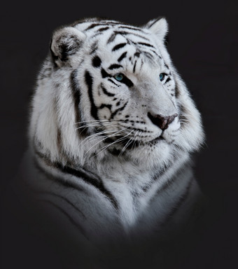 暗色调白老虎摄影图