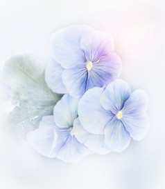 蓝色紫罗兰花朵花瓣