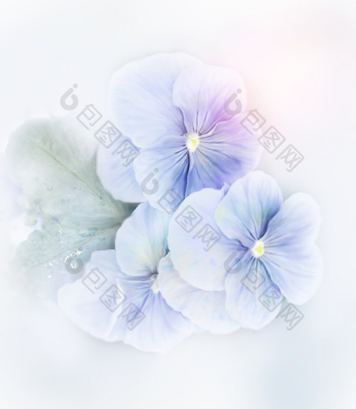 蓝色紫罗兰花朵花瓣