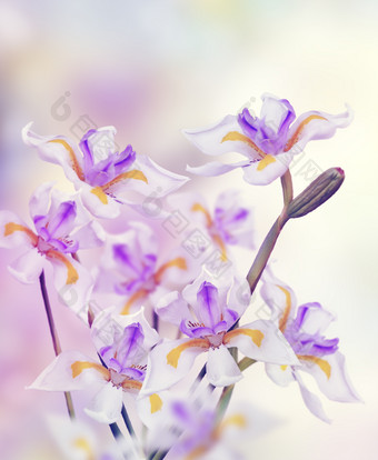 白色小花兰花植物