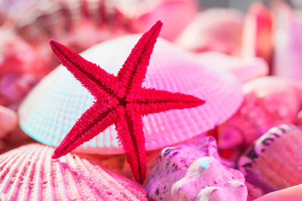 粉色海鲜贝壳装饰品