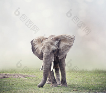 非洲的<strong>哺乳动物</strong>大象