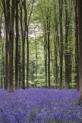 树林地上的蓝铃花