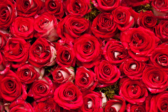 红色鲜花红玫瑰花朵