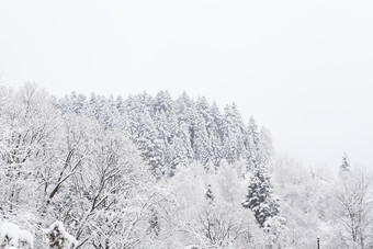 冬天树上的积雪摄影图