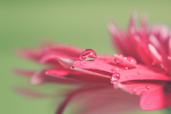 红色菊花花瓣上的水珠