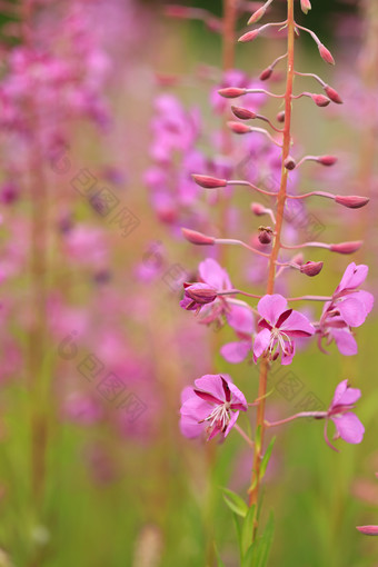 紫色花枝上的花苞