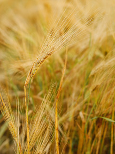 成熟的麦子摄影图