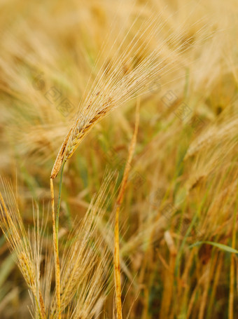 成熟的麦子摄影图