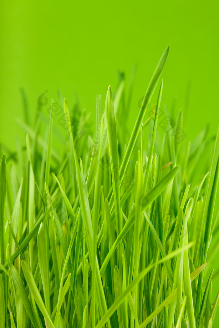 绿色草丛小草摄影图