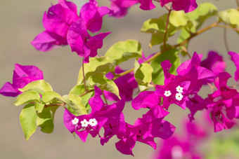 季节植物风景盛开<strong>的</strong>花大自然旅游