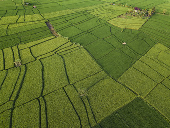 绿色调大片农作物摄影图