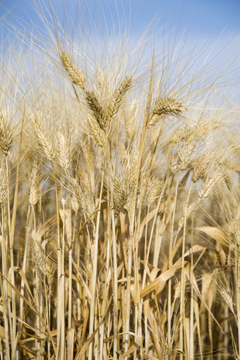简约风已成熟的麦子摄影图