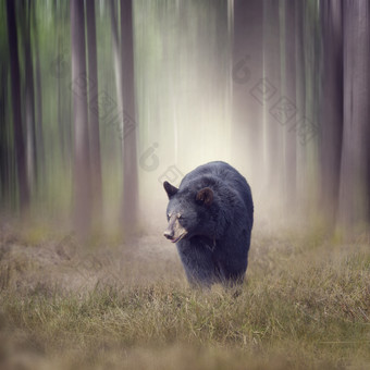树林中的黑熊摄影图