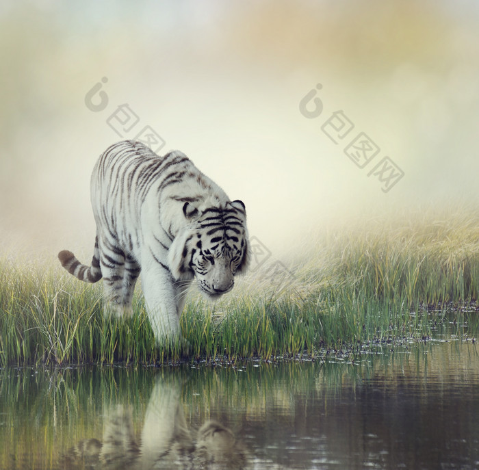 行走的白色老虎摄影图