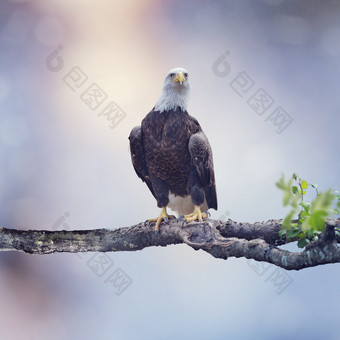 树梢上的老鹰摄影图