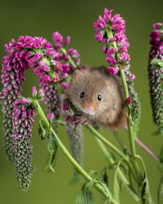 紫色植物和一只小老鼠