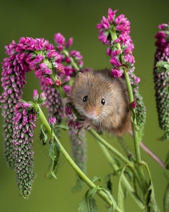 紫色植物和一只小老鼠