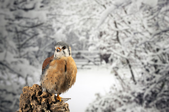 站在雪地里的棕色小鸟