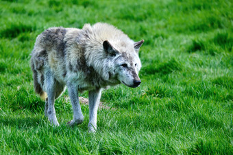 草地上行走的野狼