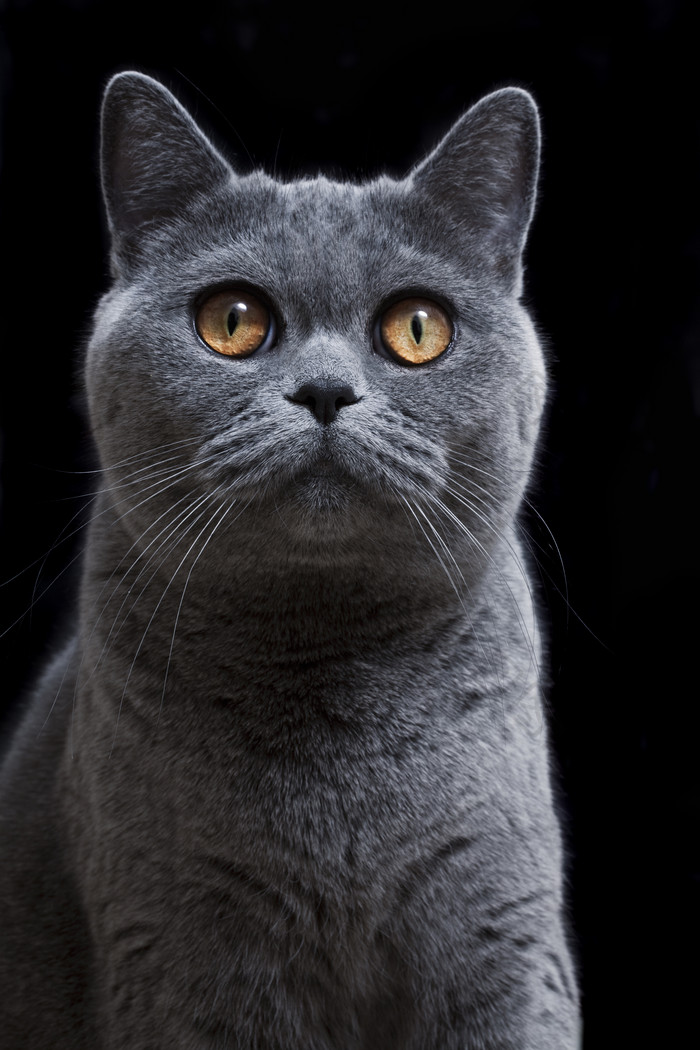 黑色调灰猫摄影图